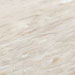 Sea Shell
